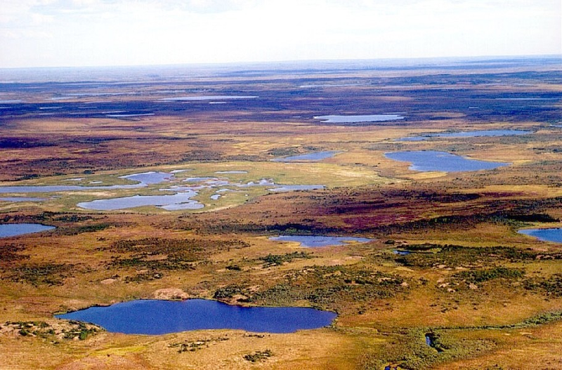 Tundra in Siberia, Wikimedia Commons